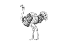 20220701_000000_0225-1-Struthionidae.png