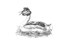 20220701_000000_0226-3-Podicipedidae.png
