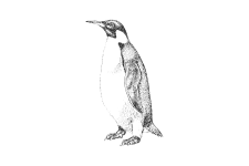 20220701_000000_0226-4-Spheniscidae.png