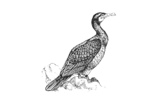 20220701_000000_0228-3-Phalacrocoracidae.png