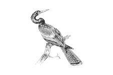 20220701_000000_0228-4-Anhingidae.png