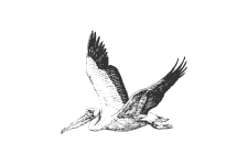 20220701_000000_0229-1-Pelecanidae.png
