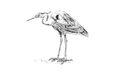 20220701_000000_0229-3-Ciconiidae.png