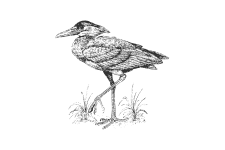 20220701_000000_0230-1-Scopidae.png
