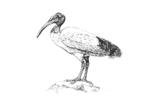 20220701_000000_0230-3-Threskiomithidae.png