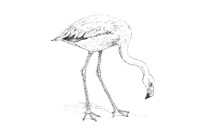 20220701_000000_0230-4-Phoenicopteridae.png