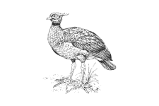 20220701_000000_0231-1-Anhimidae.png