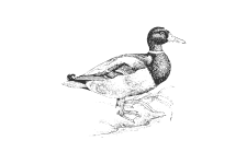 20220701_000000_0231-2-anatidae.png