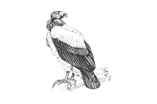 20220701_000000_0231-3-Cathartidae.png