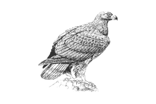 20220701_000000_0231-4-Accipitridae.png