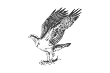 20220701_000000_0232-1-Pandionidae.png