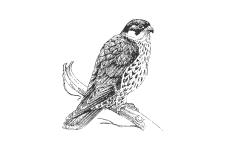 20220701_000000_0232-2-Falconidae.png