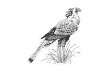 20220701_000000_0232-3-Sagittaniidae.png