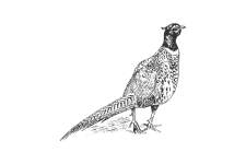 20220701_000000_0233-4-Phasianidae.png