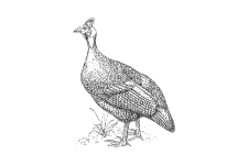 20220701_000000_0234-1-Numididae.png