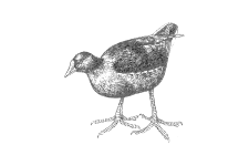20220701_000000_0234-3-Rallidae.png