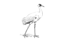 20220701_000000_0236-2-Gruidae.png