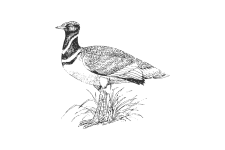 20220701_000000_0237-2-Otididae.png