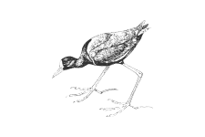 20220701_000000_0237-3-Jacanidae.png
