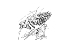 20220701_000000_0237-4-Rostratulidae.png