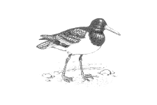20220701_000000_0238-1-Haematopodidae.png