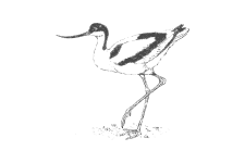 20220701_000000_0238-3-Recurvirostridae.png
