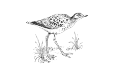 20220701_000000_0239-1-Burhinidae.png