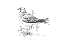20220701_000000_0239-2-Glareolidae.png