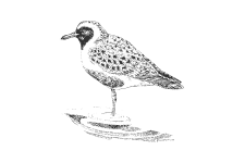 20220701_000000_0239-3-Charadriidae.png