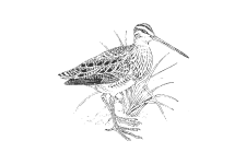 20220701_000000_0239-4-Scolopacidae.png