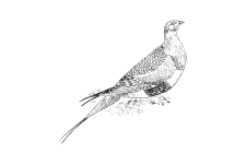 20220701_000000_0241-3-Pretoclidae.png