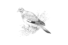 20220701_000000_0241-4-Columbidae.png