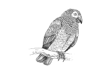 20220701_000000_0242-1-Psittacidae.png