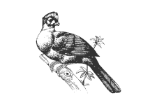 20220701_000000_0242-2-Musophagidae.png