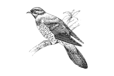 20220701_000000_0242-3-Cuculidae.png
