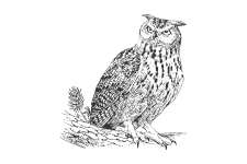 20220701_000000_0243-1-Strigidae.png