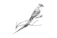 20220701_000000_0245-2-Coliidae.png