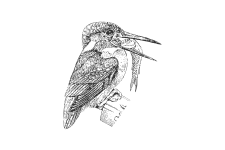 20220701_000000_0245-4-Alcedinidae.png