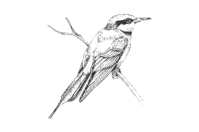 20220701_000000_0246-3-Meropidae.png