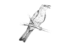 20220701_000000_0247-1-Coraciidae.png
