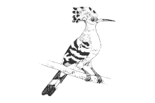 20220701_000000_0247-2-Upupidae.png