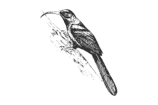 20220701_000000_0247-3-Phoeniculidae.png