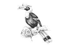 20220701_000000_0247-4-Bucerotidae.png
