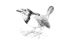 20220701_000000_0248-3-Capitonidae.png