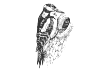 20220701_000000_0249-2-Picidae.png
