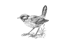 20220701_000000_0250-4-Rhinocryptidae.png