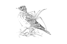 20220701_000000_0253-3-Alaudidae.png