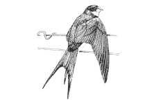 20220701_000000_0253-4-Hirundinidae.png