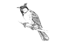 20220701_000000_0254-2-Pycnonotidae.png