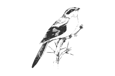 20220701_000000_0254-4-Laniidae.png